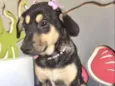 DOCINHO