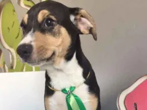 Cachorro raça SRD idade 2 a 6 meses nome VERDINHO