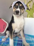 DENGOSO