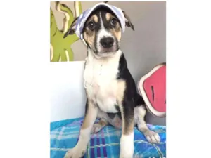 Cachorro raça SRD idade 2 a 6 meses nome DENGOSO