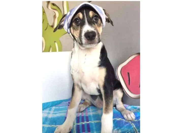 Cachorro ra a SRD idade 2 a 6 meses nome DENGOSO