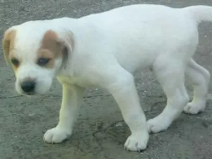 Cachorro raça Não definida idade Abaixo de 2 meses nome Arroz