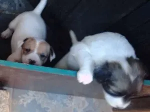 Cachorro raça Vira lata idade Abaixo de 2 meses nome Bob