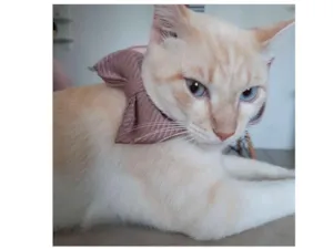 Gato raça  idade 1 ano nome Snow e smoke 