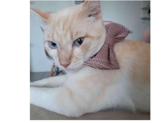 Gato raça  idade 1 ano nome Snow e smoke 