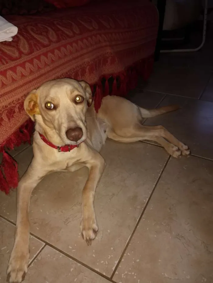 Cachorro ra a RSD COM GALGO idade 1 ano nome LUA