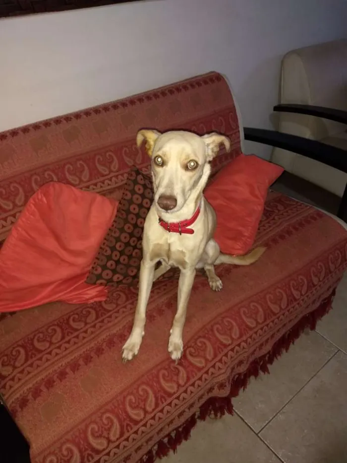 Cachorro ra a RSD COM GALGO idade 1 ano nome LUA