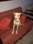 LUA