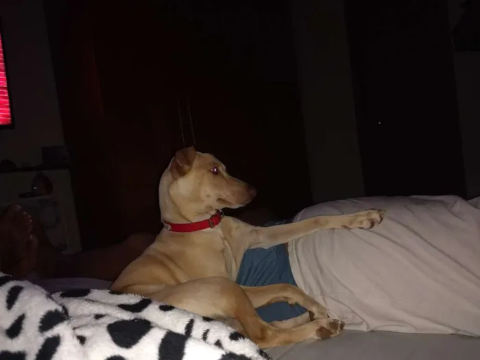 Cachorro ra a RSD COM GALGO idade 1 ano nome LUA