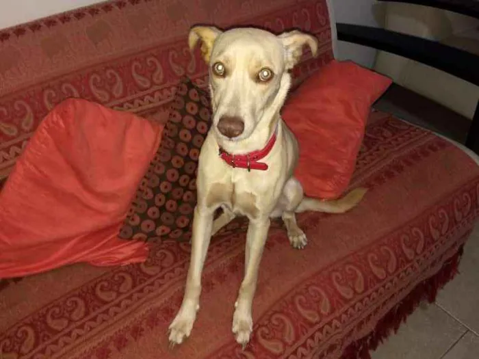 Cachorro ra a RSD COM GALGO idade 1 ano nome LUA