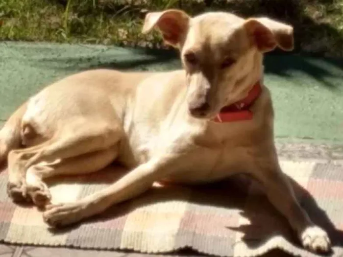 Cachorro ra a RSD COM GALGO idade 1 ano nome LUA