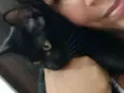 Baguera