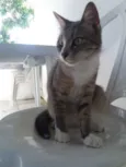 Jade