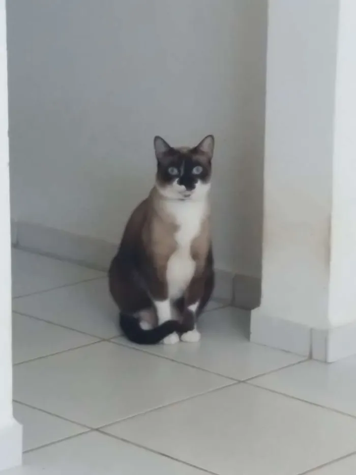 Gato raça Siamês  idade 2 anos nome Hermione 