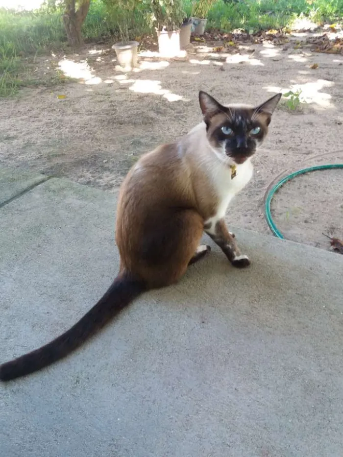 Gato raça Siamês  idade 2 anos nome Sara