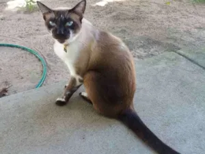 Gato raça Siamês  idade 2 anos nome Sara