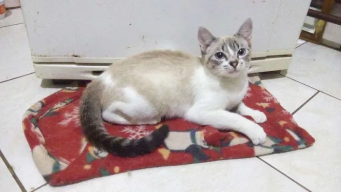Gato ra a Srd idade 2 a 6 meses nome Gata 