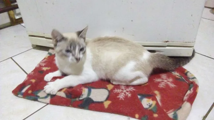Gato ra a Srd idade 2 a 6 meses nome Gata 