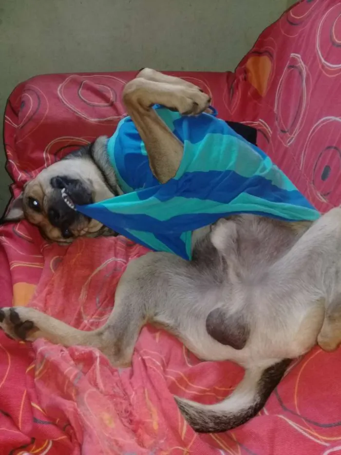 Cachorro raça Mistiçó idade 1 ano nome Braw