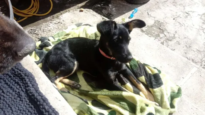 Cachorro raça Srd idade 7 a 11 meses nome Pretinha 