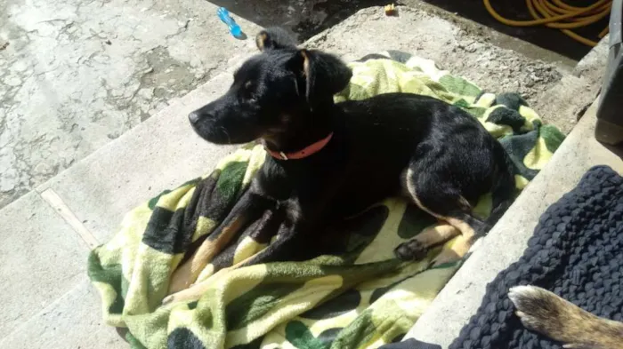 Cachorro raça Srd idade 7 a 11 meses nome Pretinha 
