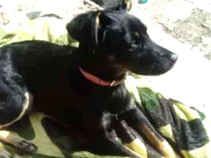 Cachorro raça Srd idade 7 a 11 meses nome Pretinha 