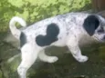 Pirata