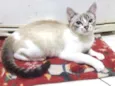 Gata 