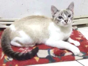 Gato raça Srd idade 2 a 6 meses nome Gata 