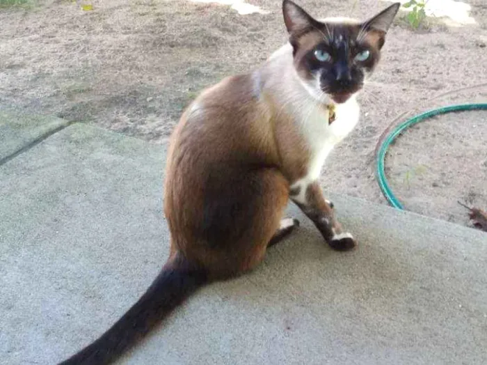 Gato raça Siamês  idade 2 anos nome Sara