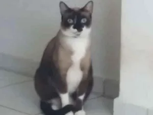 Gato raça Siamês  idade 2 anos nome Hermione 