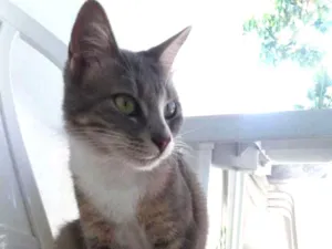 Gato raça SRD idade 1 ano nome Jade