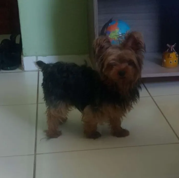 Cachorro ra a Yorkshire idade 3 anos nome Ashira