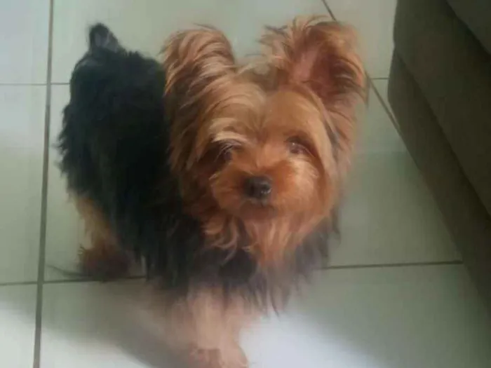 Cachorro ra a Yorkshire idade 3 anos nome Ashira