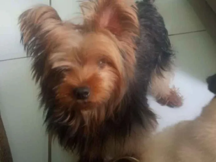 Cachorro ra a Yorkshire idade 3 anos nome Ashira