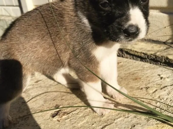Cachorro ra a Sem Raça Definida idade Abaixo de 2 meses nome ANDY