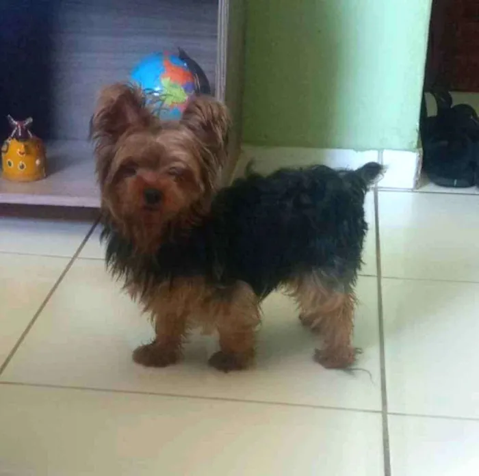 Cachorro ra a Yorkshire idade 3 anos nome Ashira
