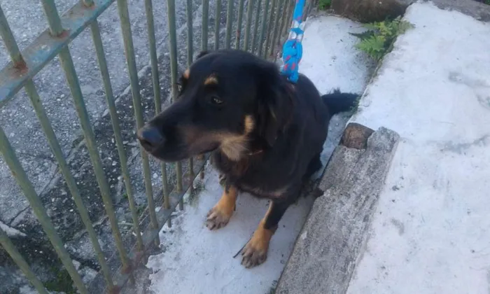 Cachorro ra a Srd idade 1 ano nome Bob 