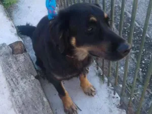 Cachorro raça Srd idade 1 ano nome Bob 