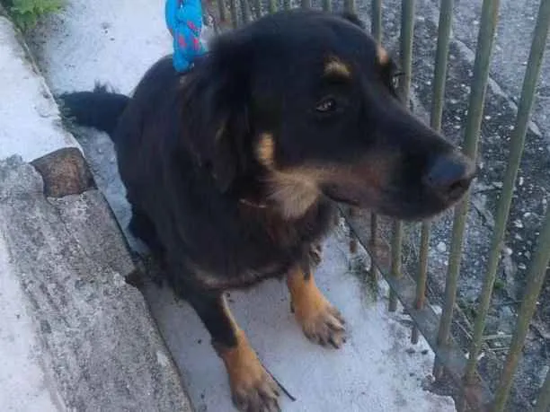 Cachorro ra a Srd idade 1 ano nome Bob 