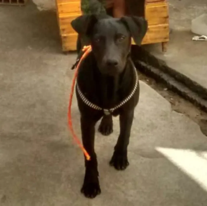 Cachorro raça sem raça  idade 2 a 6 meses nome pretinho