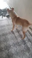 Costelinha