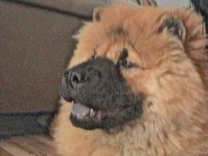 Cachorro raça Chow chow  idade 3 anos nome Olavo