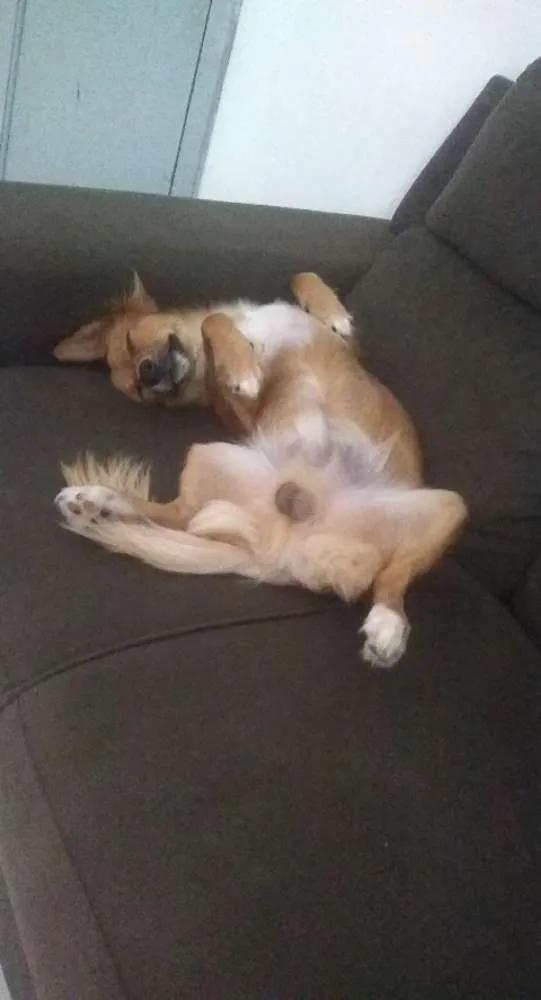 Cachorro raça Vira-lata idade 7 a 11 meses nome Tony