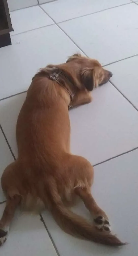 Cachorro raça Vira-lata idade 7 a 11 meses nome Tony