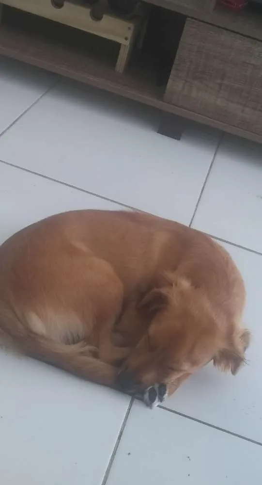 Cachorro raça Vira-lata idade 7 a 11 meses nome Tony