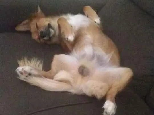 Cachorro raça Vira-lata idade 7 a 11 meses nome Tony
