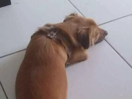 Cachorro raça Vira-lata idade 7 a 11 meses nome Tony