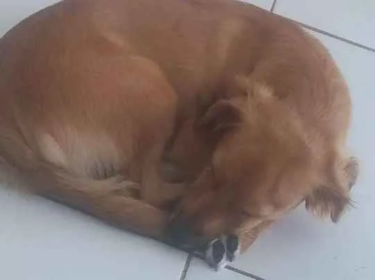 Cachorro raça Vira-lata idade 7 a 11 meses nome Tony