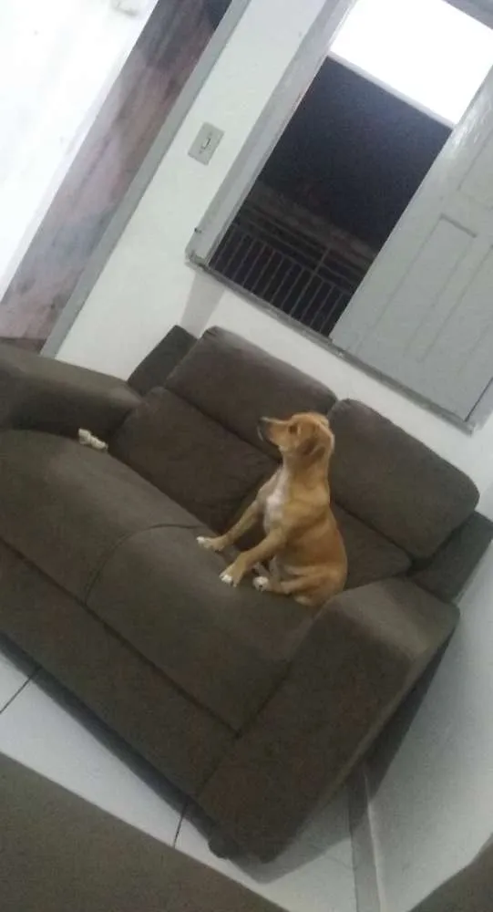 Cachorro raça Vira-lata idade 7 a 11 meses nome Tony